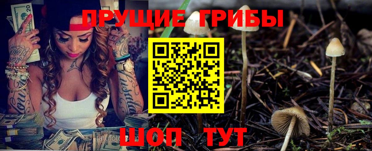Псилоцибиновые грибы Psilocybe Гай