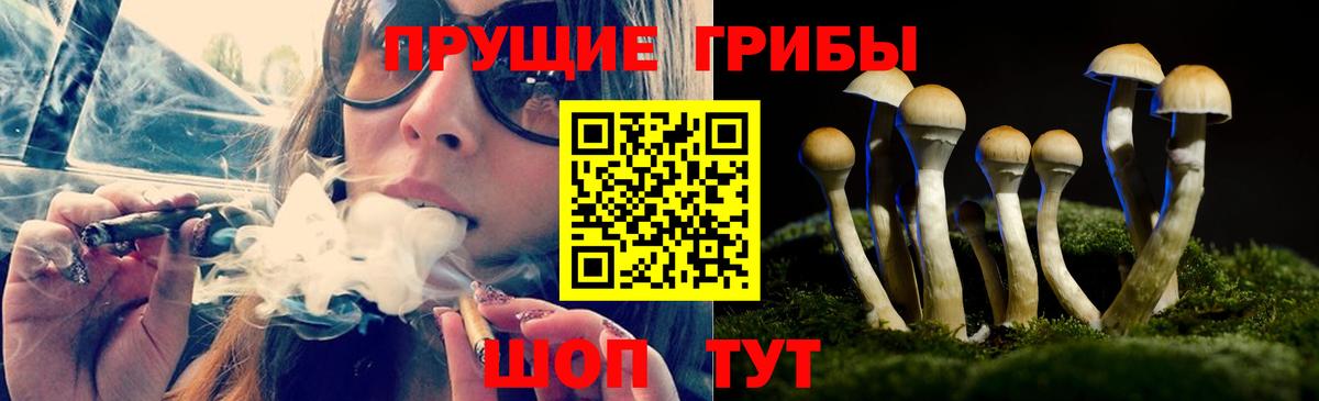 Псилоцибиновые грибы Psilocybe  Гай 
